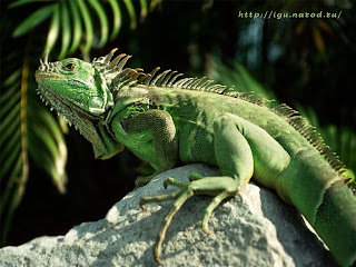 green iguana hijau mona chuckwalla merah peru laut rhinolopha animal pets