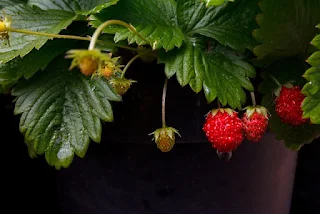 Wild Strawberries