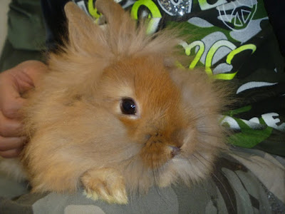 conejo lionhead