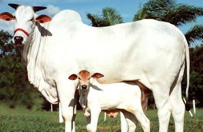 ongole cattle breed