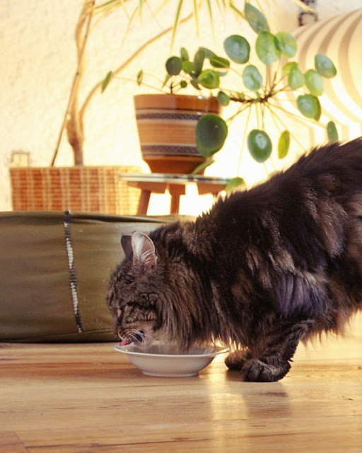 Dangerous Foods For Cats: With List To Look Up