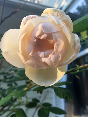 A direct-front photo of a pale rose with round-edged, in-turned petals. The outermost petals are slightly amber, and loosely cup the porcelain-pink center. In the background, medium-green leaves and thorny canes stand out against a pale yellow house and white-framed window.