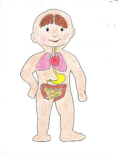 Resultado de imagen de partes del cuerpo humano internas para niÃ±os