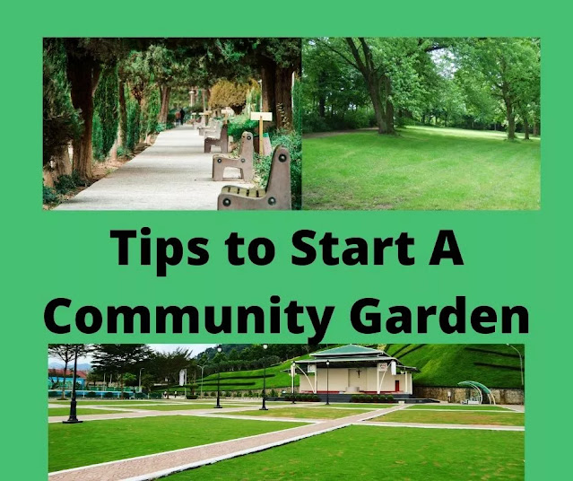 Tips To Start A Community garden