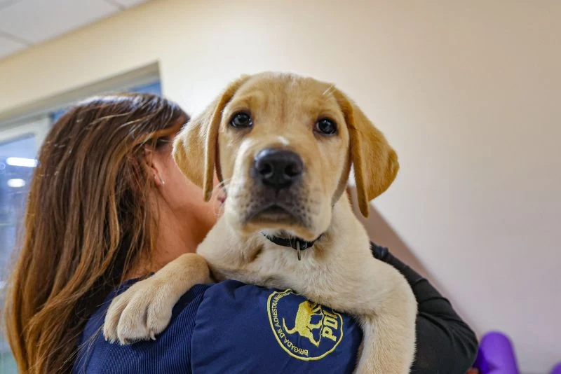 Día del Perro: PDI entrega 5 recomendaciones para cuidar a estas mascotas