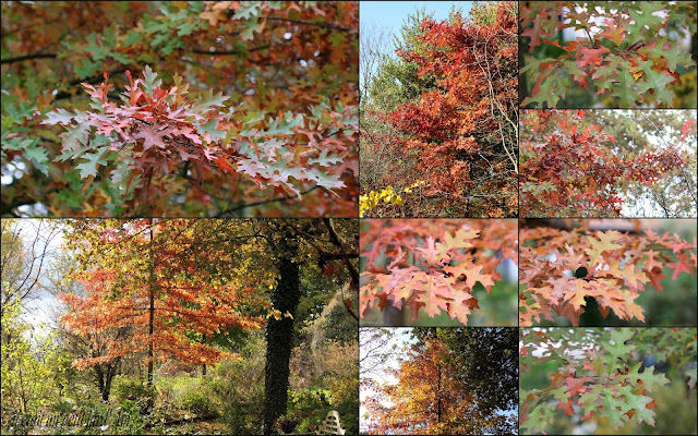 chêne des marais automne