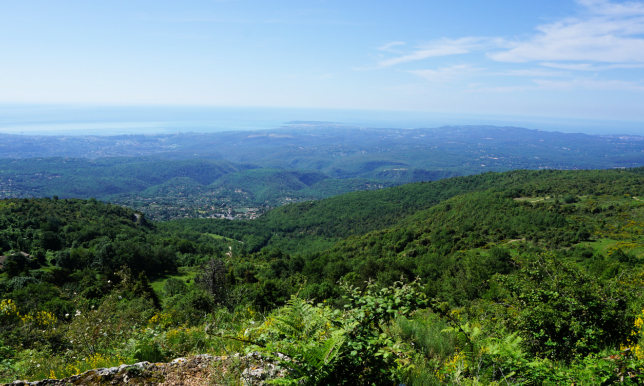 Early summer greenery above the Riviera