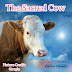 THE UNTOUCHABLE (THE SACRED COW)