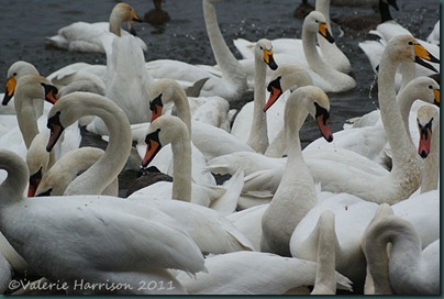 34-feeding-frenzy