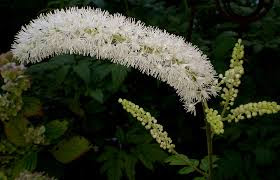 8 - Healing Herbs of Native America.