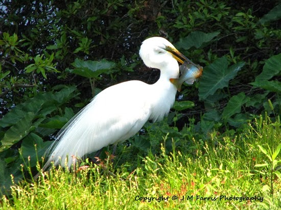 Egret Fish