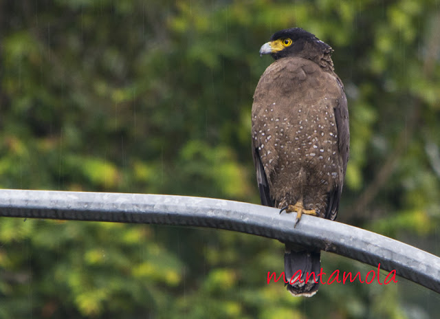 Crested Serpent Eagle