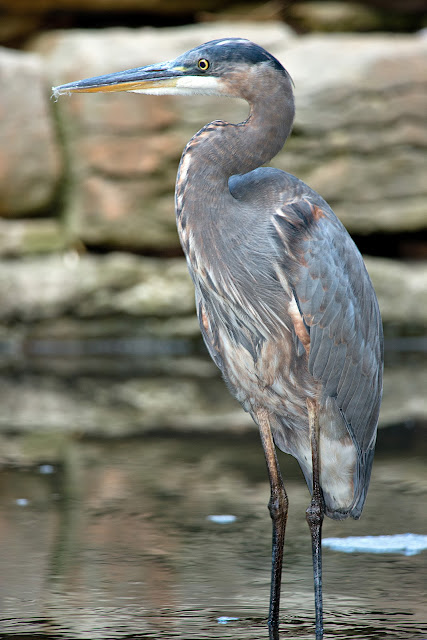 Great Blue Heron seen in High Park, Toronto, Ontario