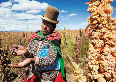 Bolivia cerrará el Año Internacional de la Quinua el 14 de diciembre en Oruro