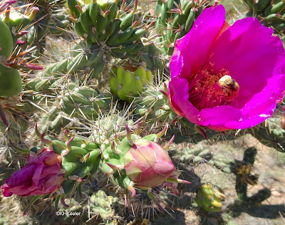 tree cholla, Cylindropuntia imbricata flower