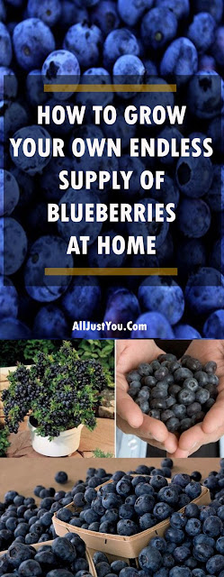 HOW TO GROW YOUR OWN ENDLESS SUPPLY OF BLUEBERRIES AT HOME