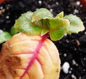 air-rooted fuchsia cutting showing dead leaf