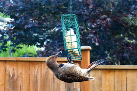 woodpecker, red shafted flicker, bird, backyard bird