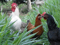 Free range chickens roam organic farm