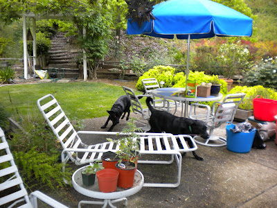 Dagan running behind Accord, weaving through the outdoor furniture