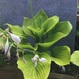 Sum and Substance Hosta blooming