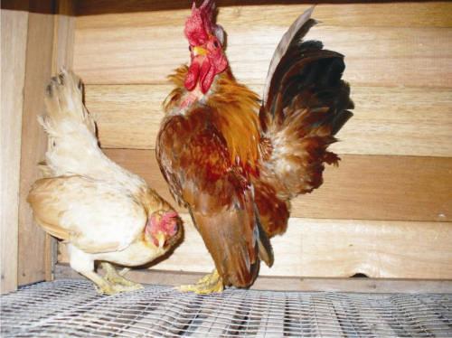 Hobi Ayam  Kate Serama Cara  Perawatan dan Budidaya Ayam  