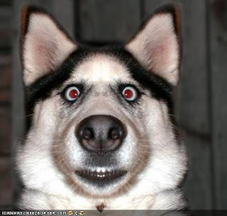 Shocked Panic Siberian Husky ~ Pets and Human