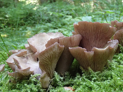 Orawa. Lipnica Wielka, grzyby sierpnia, sierpniowe grzybobranie, grzybobranie na Orawie, siatkolist, siatkoblaszek maczugowaty, Gomphus clavatus