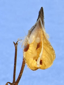 milkweed pod