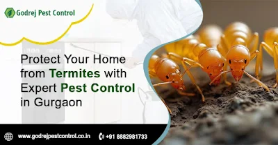 Termite Treatment Gurgaon