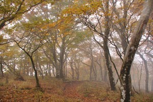 秦野ビジターセンター公式ブログ 登山 紅葉情報 鍋割山 10月24日