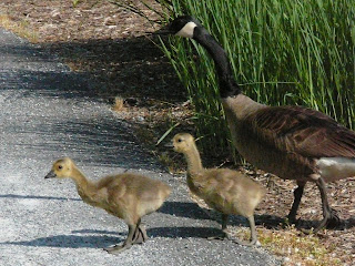 second family crossing the road