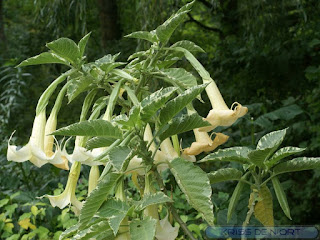 Brugmansia 'Maya'