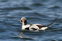 Long-tailed-duck, male in non-breeding plumage – Long Island, NY – Nov. 25, 2006 –Wolfgang WAnder