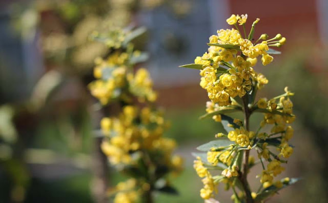 Berberis Pruinosa Flowers Pictures