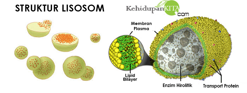 Fungsi dan Struktur Lisosom & Badan Golgi