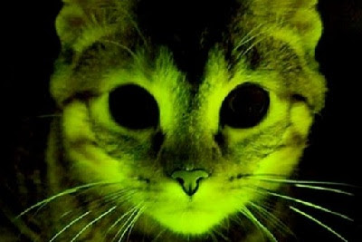 Gatos fluorescentes. CURIOSIDADES. CIENCIA. MEDICINA. inmunes al SIDA