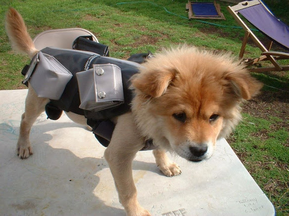 Weighted Dog Vest