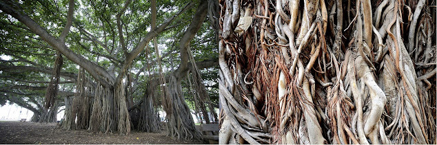 banyan tree