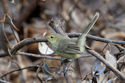 Acrocephalus rodericanus