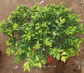 Duranta Flowers