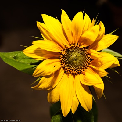 20090705-Sonntag