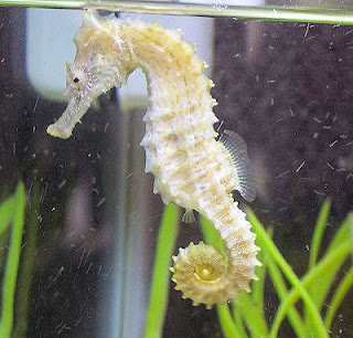 seahorse