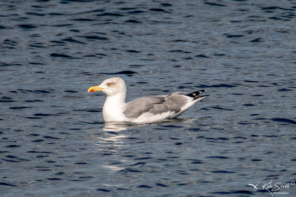 Yellow-legged gull