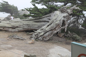 17-Mile Drive