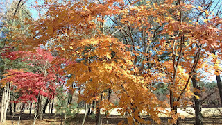 Nami Island Pictures