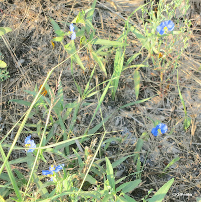 dayflower, Commelina