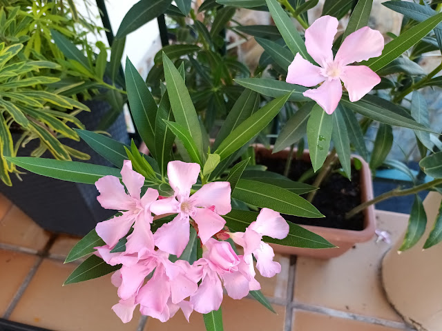 Adelfa (Nerium oleander L.).