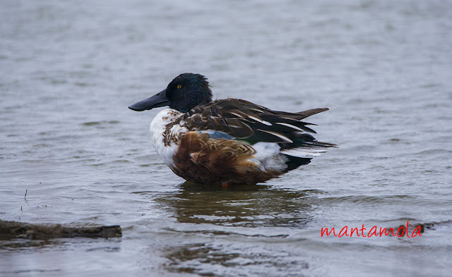 Northern Shoveler