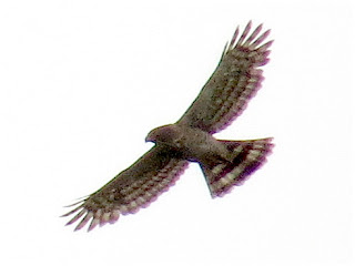 Crested Goshawk